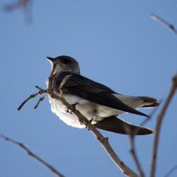Foto Golondrina Parda