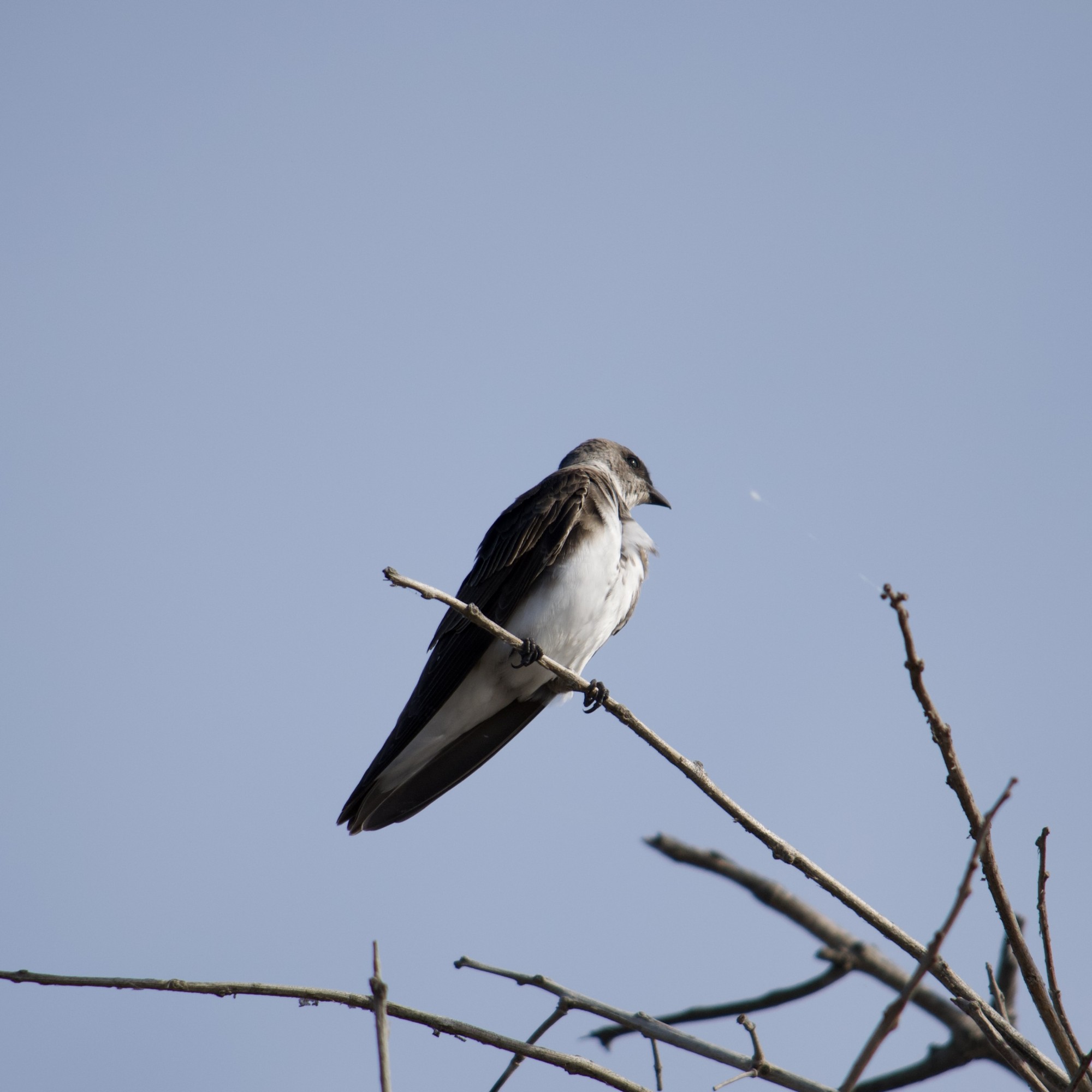 Photo Golondrina Parda