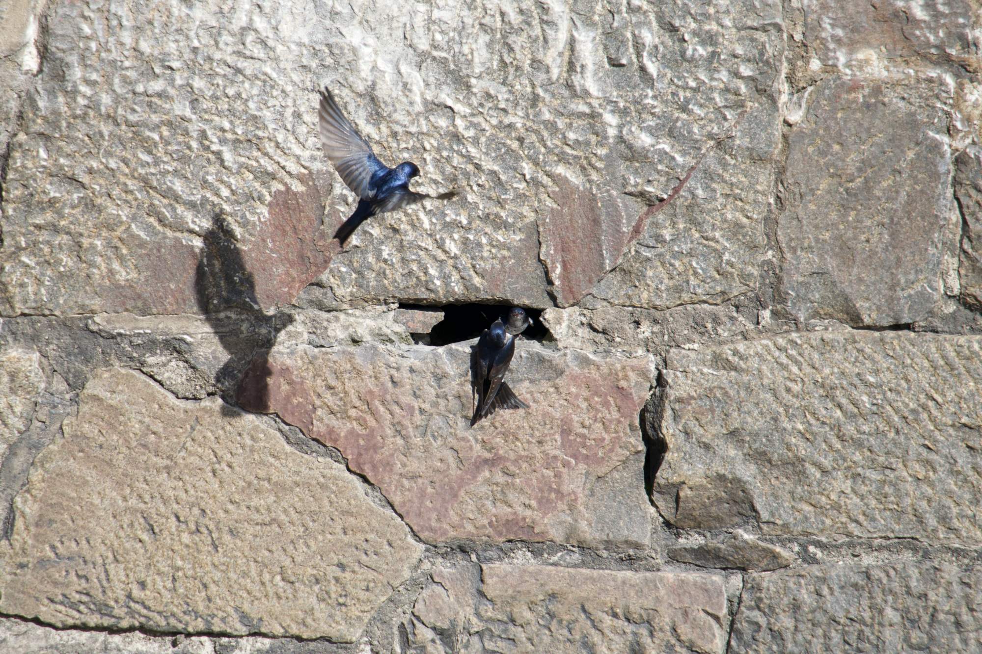 Foto Golondrina Doméstica