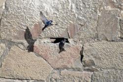 Photo Golondrina Doméstica
