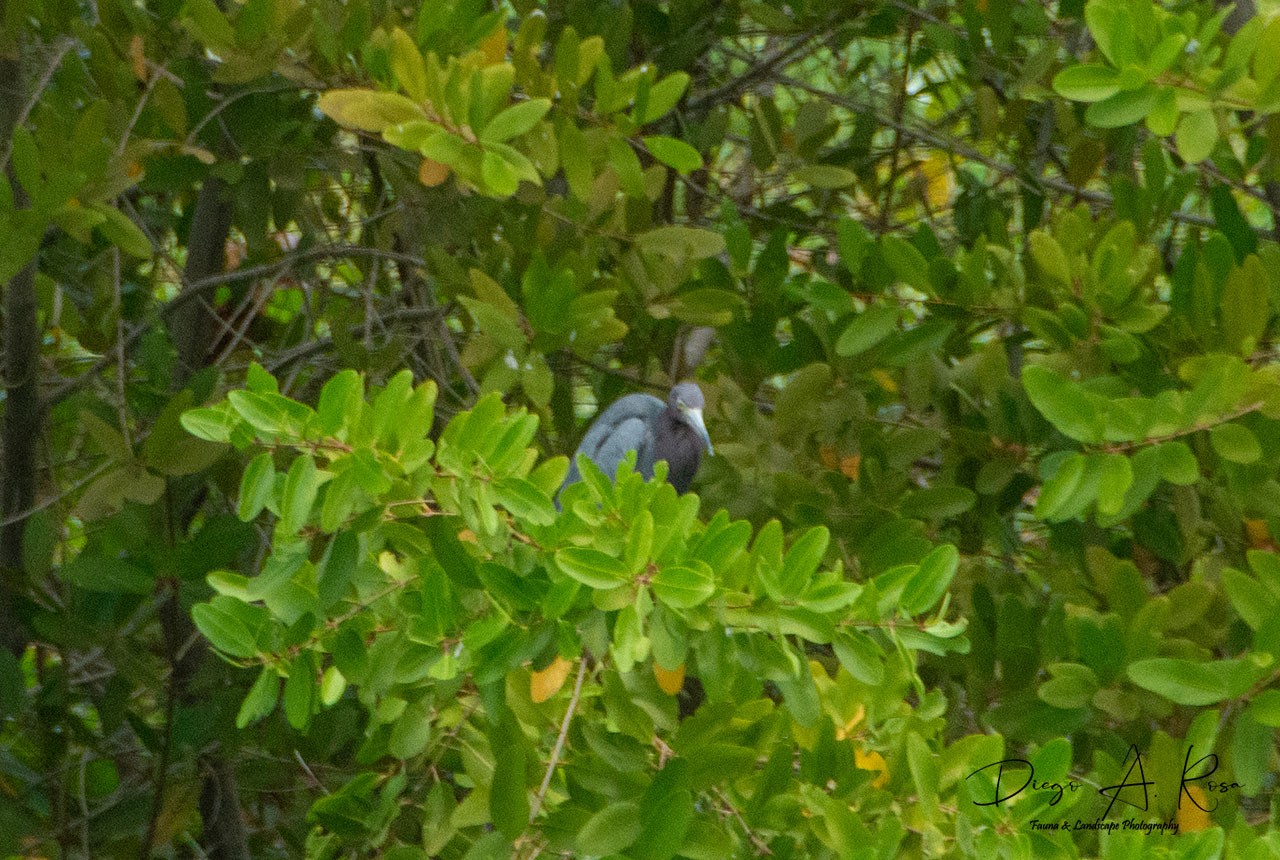 Foto Garza Azul