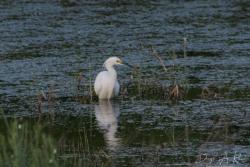 Foto Garcita Blanca