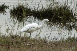Foto Garcita Blanca