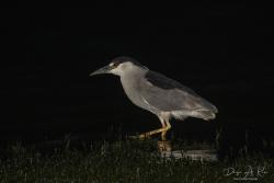 Foto Garza Bruja