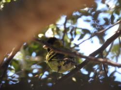 Foto Cabecitanegra Austral