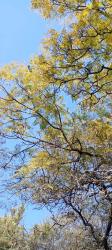 Foto Jacarandá