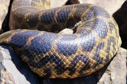 Photo Anaconda Amarilla