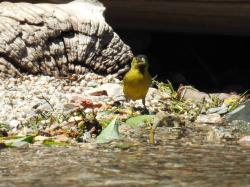 Foto Cabecitanegra Austral