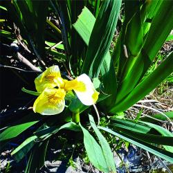 Foto Lirio Amarillo