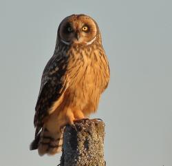 Foto Lechuzón Campestre