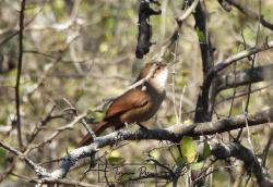 Foto Bandurrita Chaqueña