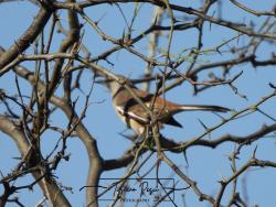 Foto Calandria Real