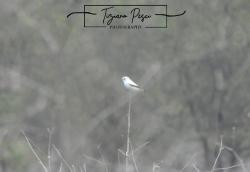 Foto Monjita Blanca