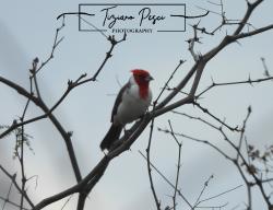 Foto Cardenal Común