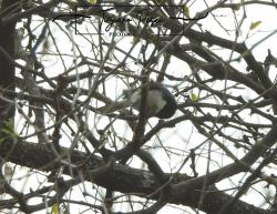 Foto Monterita Cabeza Negra