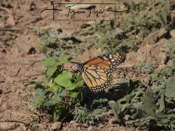 Photo Monarca del Sur