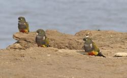 Foto Loro Barranquero