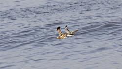 Foto Gaviota Cangrejera