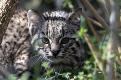 Photo Gato Montés