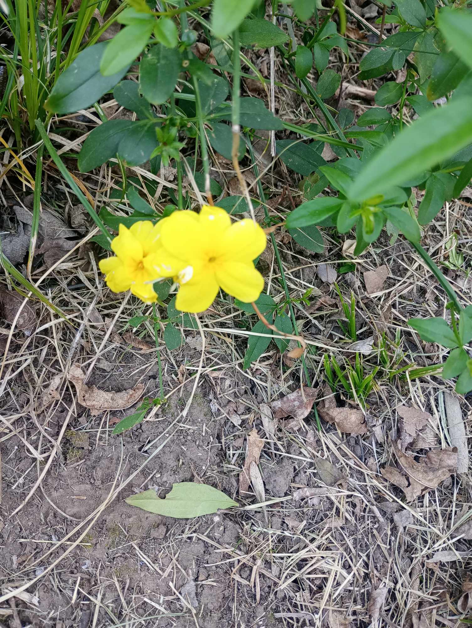 Foto Jazmín Amarillo