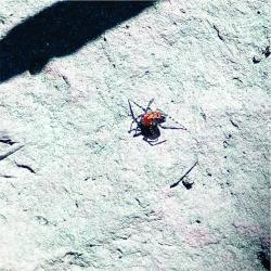 Foto Araña Tejedora Roja