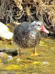 Foto Pato Real
