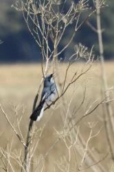 Foto Tacuarita Azul