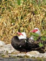 Foto Pato Real
