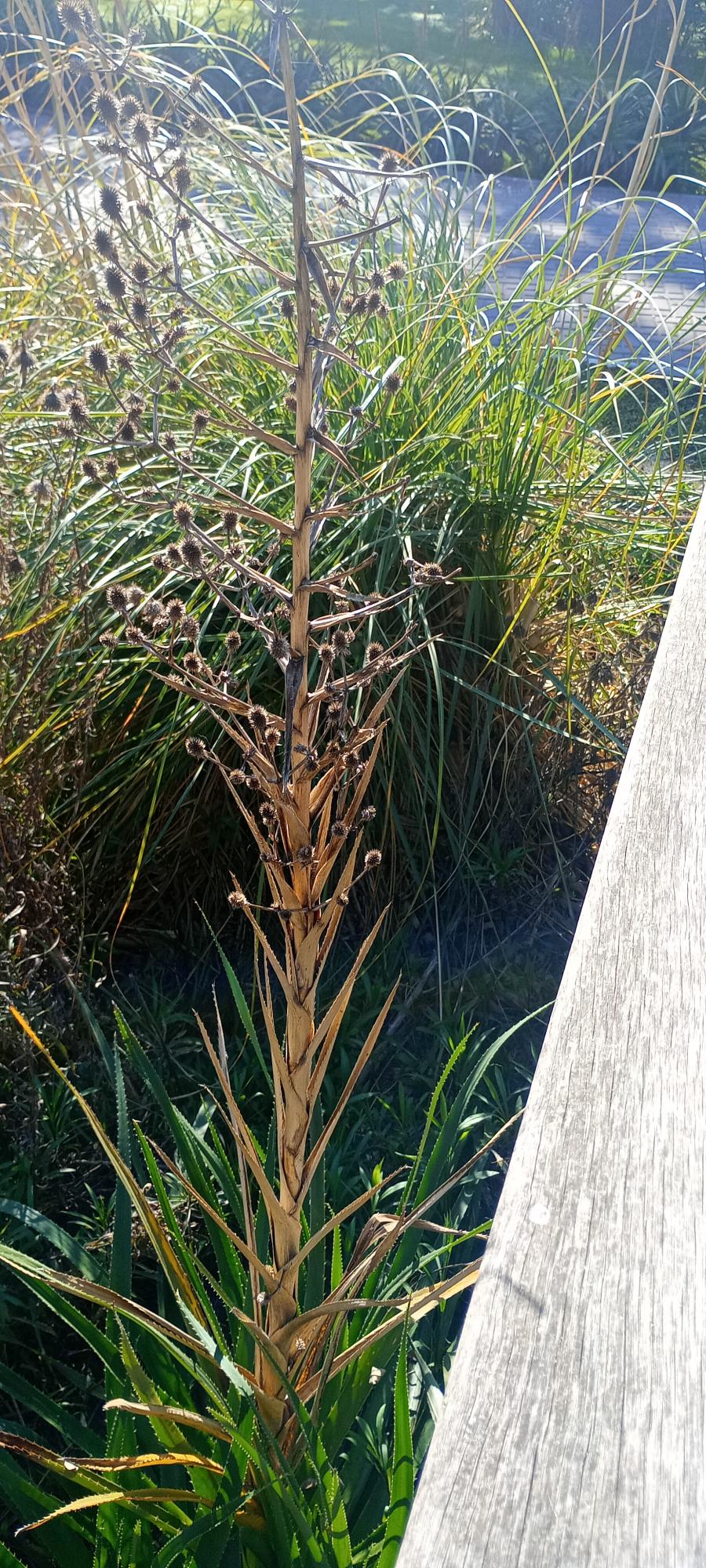 Photo Cardilla