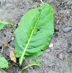 Foto Flor De Sapo