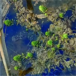 Foto Pinito De Agua