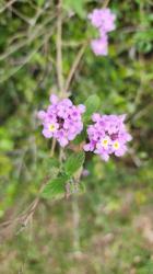 Foto Lantana Morada