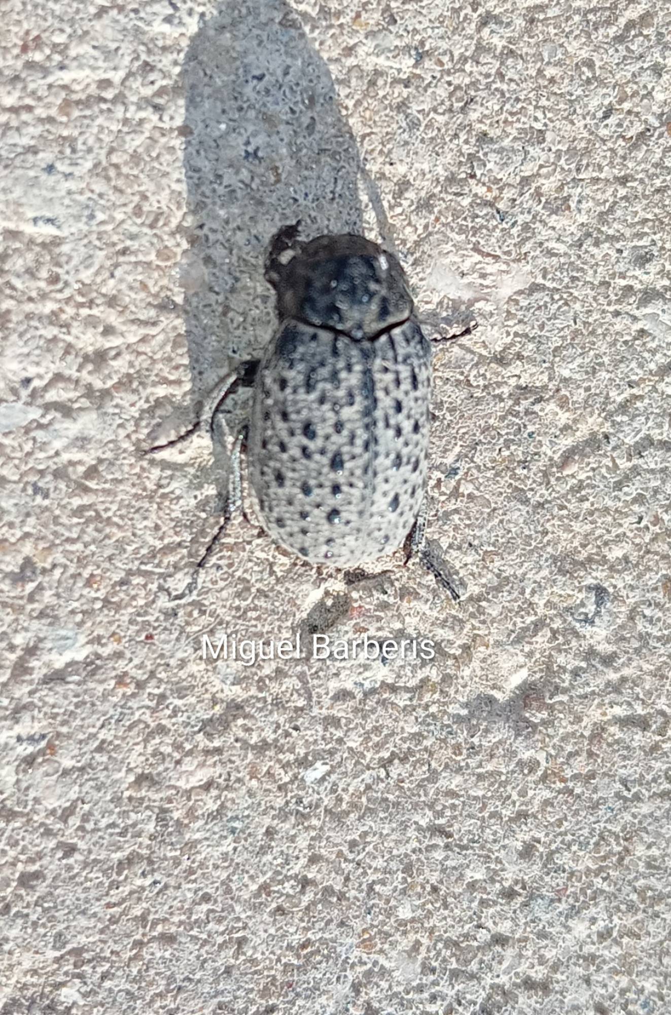 Omorgus&nbsp;sp.