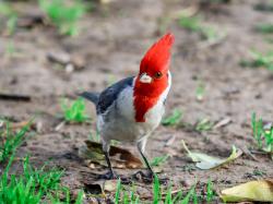 Photo Cardenal Común
