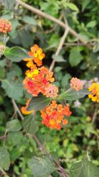 Foto Lantana