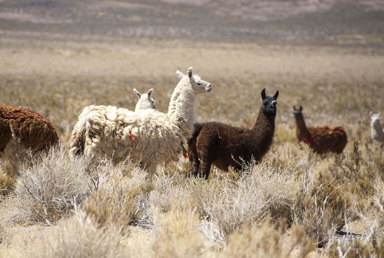 Foto Llama Doméstica