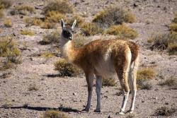 Foto Guanaco