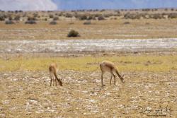 Foto Vicuña