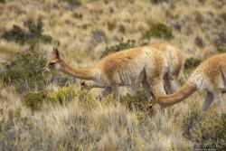 Foto Vicuña