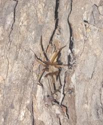 Foto Araña de los Timbres
