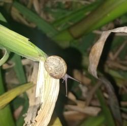 Foto Caracol Común de Jardin
