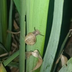 Foto Caracol Común de Jardin