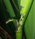 Acromyrmex lundi