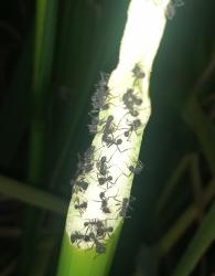 Foto Hormiga Cortadora Negra
