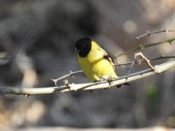 Foto Cabecitanegra Común