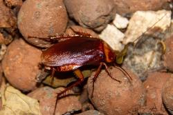 Foto Cucaracha Roja
