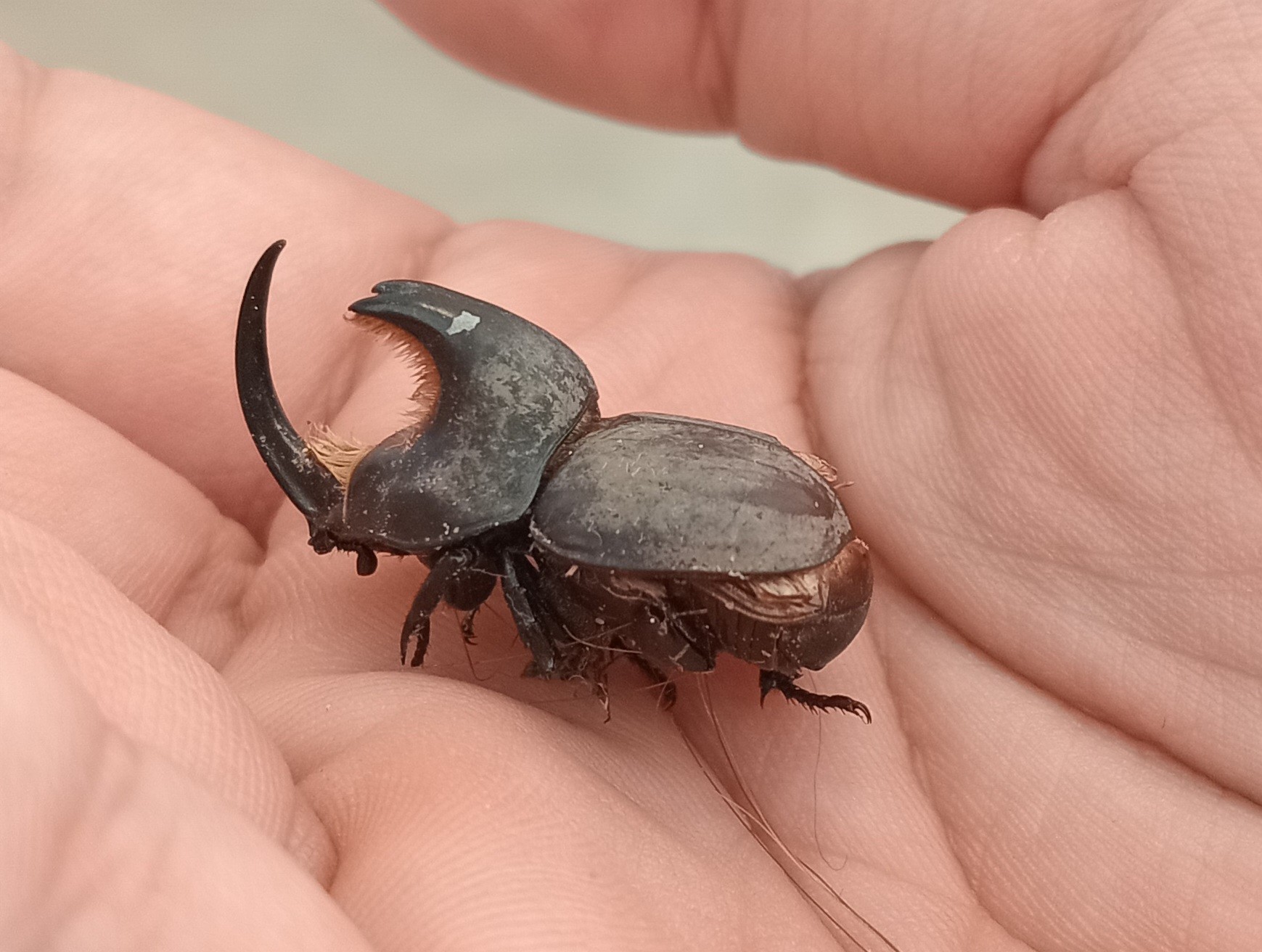 Foto Torito