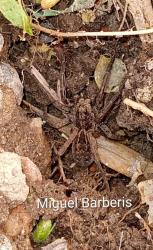 Foto Araña Lobo Vientre Claro