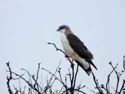Foto Aguilucho Común