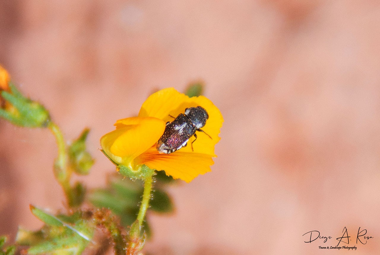 Tetragonoschema&nbsp;torresi